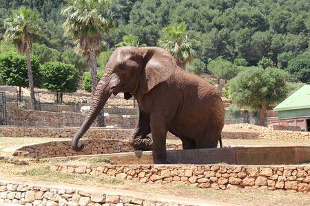 Italy, Apulia, Fasano, the elephant in the zoosafariの写真素材