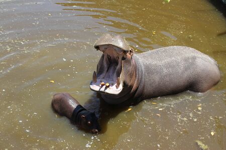 Italy, Apulia, Fasano, hippos in the water in the zoosafariの写真素材