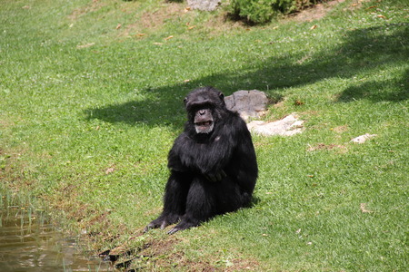 Portugal, Lisbon Zoo disgruntled chimpの写真素材