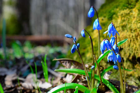 scilla siberica