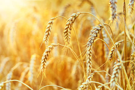 Wheat field. Ears of golden wheat. Beautiful Sunset Landscape. Background of ripening ears. Ripe cereal crop. closeの写真素材