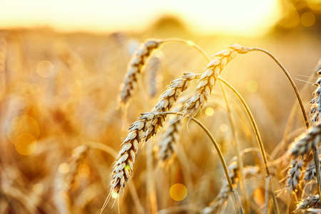 Wheat field. Ears of golden wheat. Beautiful Sunset Landscape. Background of ripening ears. Ripe...