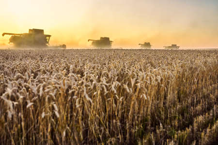 Combine harvester harvests ripe wheat. Ripe ears of gold field on the sunset cloudy orange sky...