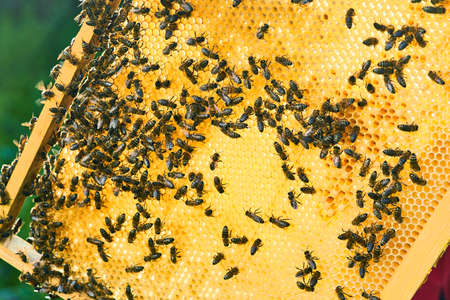 Close up view of the working bees on the honeycomb with sweet honey. Honey is beekeeping healthy...