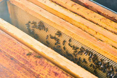 Close up view of the working bees on the honeycomb with sweet honey. Honey is beekeeping healthy produce.の写真素材