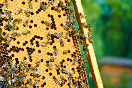 Close up view of the working bees on the honeycomb with sweet honey. Honey is beekeeping healthy...