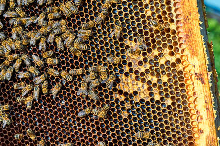 Close up view of the working bees on the honeycomb with sweet honey. Honey is beekeeping healthy produce.の写真素材