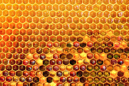 Background texture and pattern of a section of wax honeycomb from a bee hive filled with golden honey iの写真素材