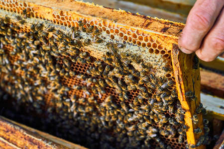 Close up view of the working bees on the honeycomb with sweet honey. Honey is beekeeping healthy...