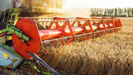 Combine harvester harvesting ripe golden wheat on the field. The image of the agricultural industry