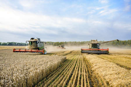 Combine harvester harvesting ripe golden wheat on the field. The image of the agricultural industryの写真素材