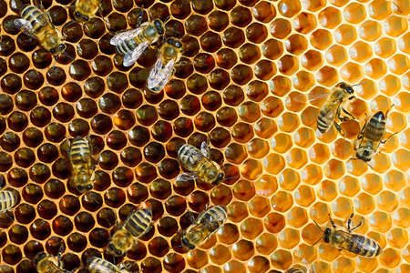 Macro photo of a bee hive on a honeycomb with copyspace. Bees produce fresh, healthy, honey.の写真素材