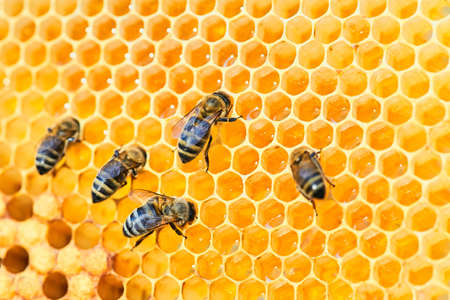 Macro photo of a bee hive on a honeycomb with copyspace. Bees produce fresh, healthy, honey.の写真素材