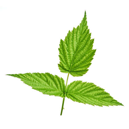 Raspberry leaf isolated on white background. Can be used as a blank for labeling with berries