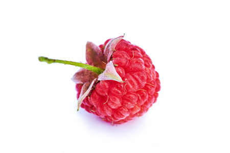 Isolated berry. One fresh raspberry fruit isolated on white background