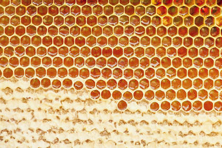 Background texture and pattern of a section of wax honeycomb from a bee hive filled with golden...