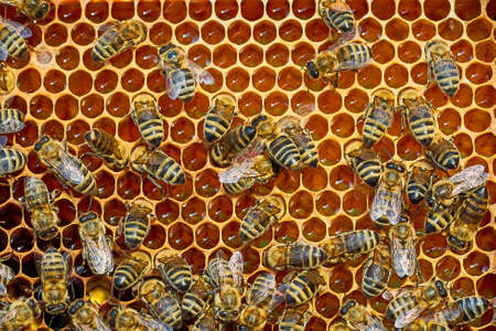 Close up view of the working bees on the honeycomb with sweet honey. Honey is beekeeping healthy...