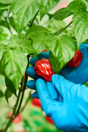 Habanero plant featuring fresh, ripe habanero peppers, ready for picking.