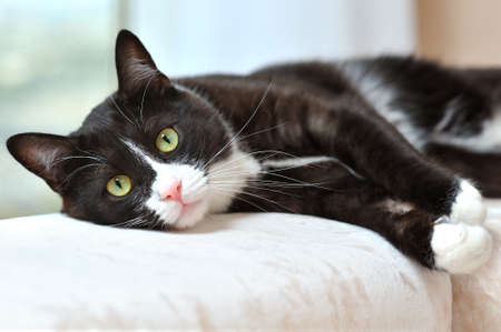 Portrait of a beautiful black and white cat resting on a sofa in a bright roomの写真素材
