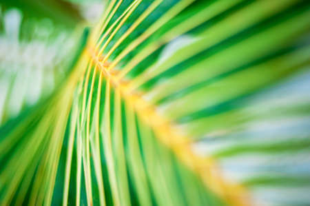 Palm leaf closeup, Dominican Republic, sunny beach en Punta Cana, palm trees, on the coastの写真素材