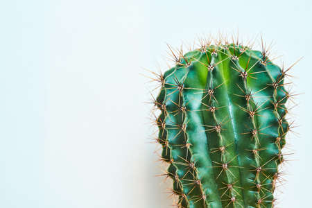 Green cactus Summer style. Artistic Design. Yellow backgroundの写真素材