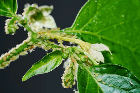 Insect pests, aphid, on the shoots and fruits of plants, Spider mite on flowers. Pepper attacked by malicious insects.の写真素材