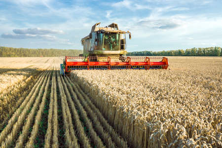 Against the backdrop of a sunny summer day and blue sky with clouds. Combine harvester harvesting ripe golden wheat on the field. The image of the agricultural industryの写真素材