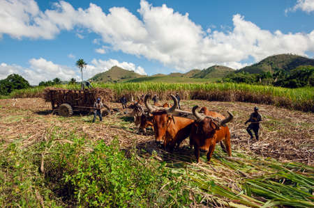 Sugarcane harvest in the Dominican Republic. The Haitian driver drives a Stick with a stimulus, a cart drawn by buffaloes. agricultural image. Dominican Republic El Seibo 04.02, 2015.のeditorial素材