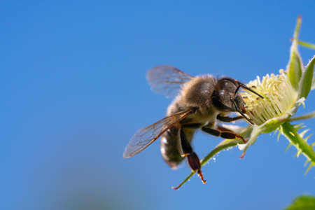 Bumble bee collecting pollen in the summer sunshine