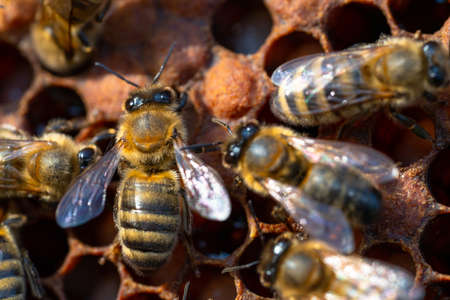 Close-up of working bees on honeycombs. Beekeeping and honey production image