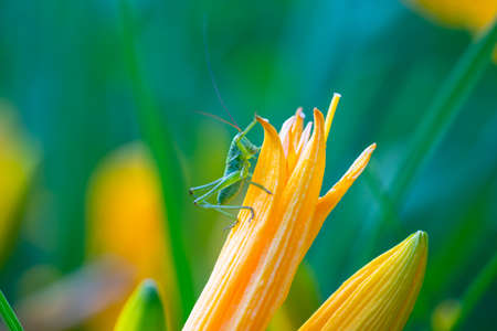 Green grasshopper on a flower close-upの写真素材