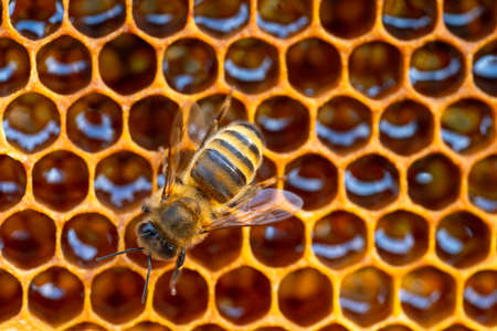 Close-up of working bees on honeycombs. Beekeeping and honey production imageの写真素材