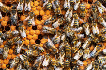 Close-up of working bees on honeycombs. Beekeeping and honey production imageの写真素材