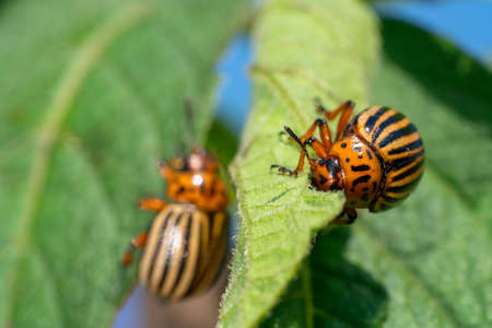 Colorado potato beetle eats potato leaves. Agricultural insects pests.