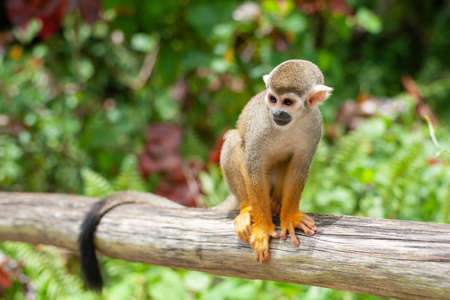 A common squirrel monkey playing in the treesの写真素材