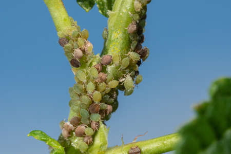 Insect pests, aphid, on the shoots and fruits of plants, Spider mite on flowers. Pepper attacked by...