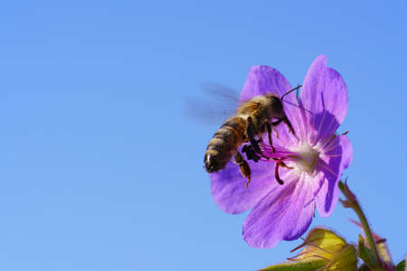 Honeybee collecting pollen from purple wildflower
