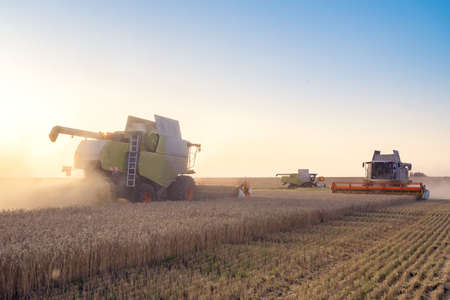 Combine harvester harvests ripe wheat. Ripe ears of gold field on the sunset cloudy orange sky...