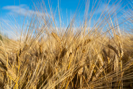 Barley field. Ears of golden Barley. Beautiful Sunset Landscape. Background of ripening ears.....