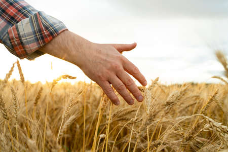 The hand touches the ears of wheat. Farmer in a wheat field. Rich harvest conceptの写真素材