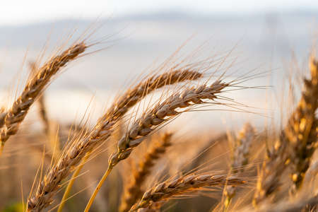 Agricultural field. Ripe ears of wheat on the background of the sunset. The concept of a rich...
