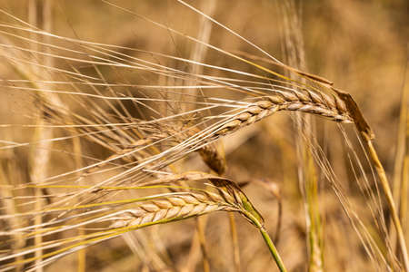 Agricultural field. Ripe ears of barley. The concept of a rich harvest.の写真素材