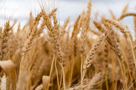Agricultural field. Ripe ears of wheat on the background of the sunset. The concept of a rich...