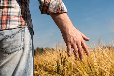 The hand touches the ears of barley. Farmer in a wheat field. Rich harvest concept