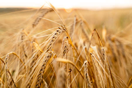 Agricultural field. Ripe ears of barley. The concept of a rich harvest.の写真素材