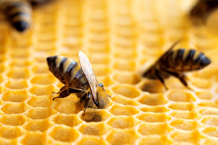 Macro photo of working bees on honeycombs. Beekeeping and honey production imageの写真素材