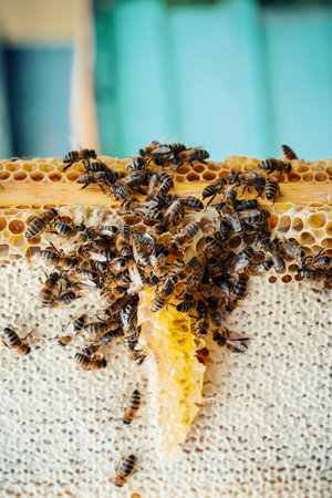 Macro photo of working bees on honeycombs. Beekeeping and honey production image.