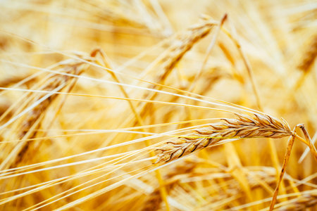 Agricultural field. Ripe ears of barley. The concept of a rich harvest.の写真素材