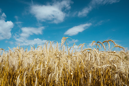 Agricultural field. Ripe ears of wheat. The concept of a rich harvest.の写真素材