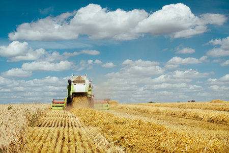 Combine harvester harvests ripe wheat. Concept of a rich harvest. Agriculture image